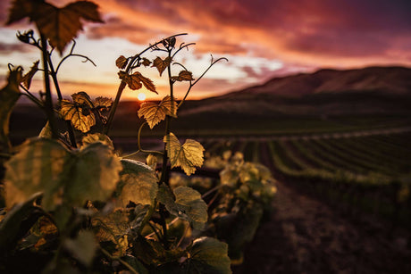 O Mundo Fascinante do Tempranillo em Espanha