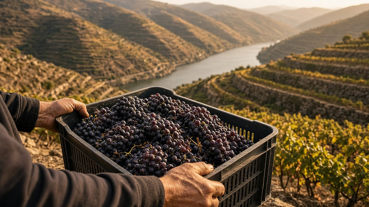 Mãos de vindimador a segurar uma caixa de uvas tintas maduras nos socalcos do Douro ao fim da tarde