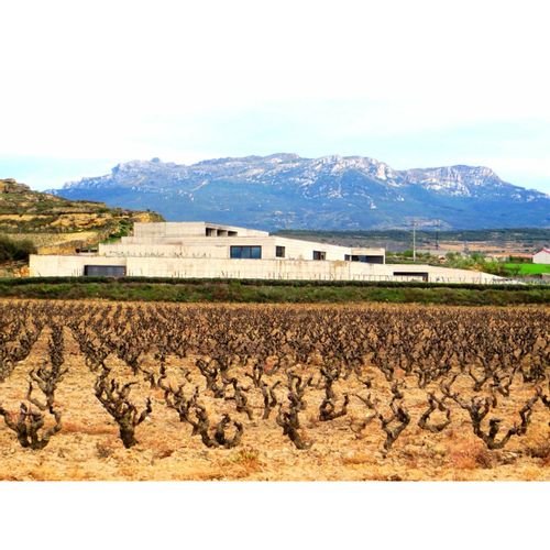 Predicador Branco 2019 - Vinogrande